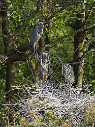 Graureiher oder Fischreiher Ardea cinerea