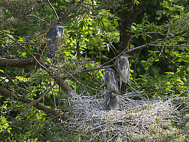 Graureiher oder Fischreiher Ardea cinerea