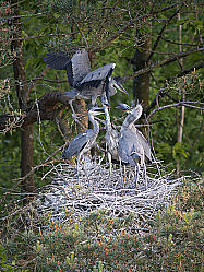 Graureiher oder Fischreiher Ardea cinerea