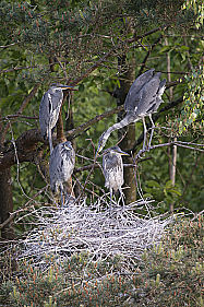 Graureiher oder Fischreiher Ardea cinerea