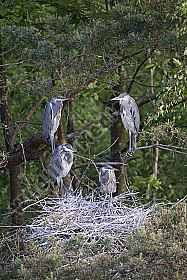 Graureiher oder Fischreiher Ardea cinerea
