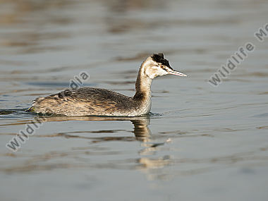 Haubentaucher Podiceps cristatus