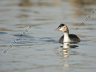 Haubentaucher Podiceps cristatus