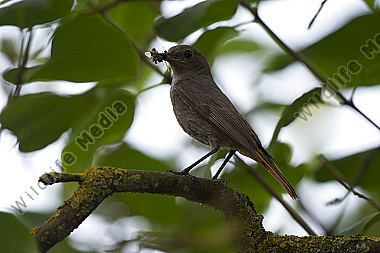 Hausrotschwanz Phoenicurus ochruros