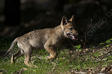 Junger Wolf Canis lupus