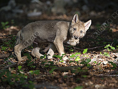 Junger Wolf Canis lupus