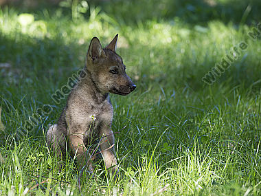 Junger Wolf Canis lupus