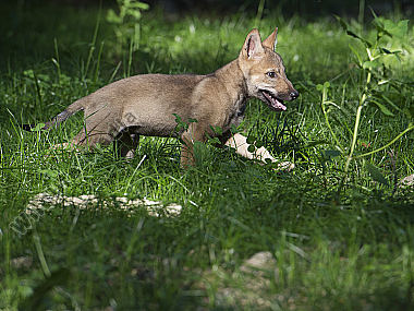 Junger Wolf Canis lupus