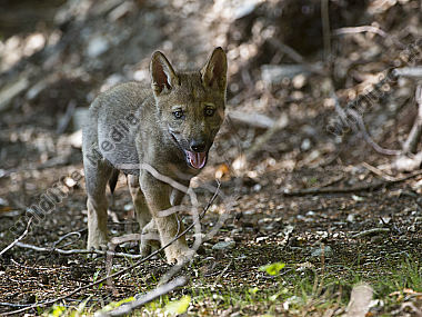 Junger Wolf Canis lupus