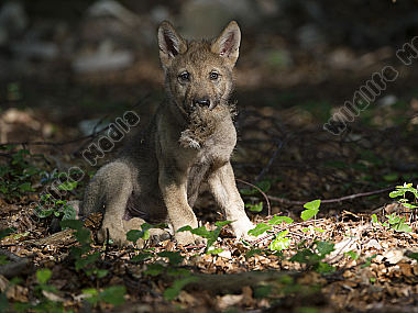 Junger Wolf Canis lupus