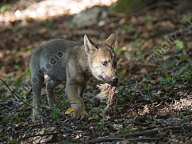 Junger Wolf Canis lupus