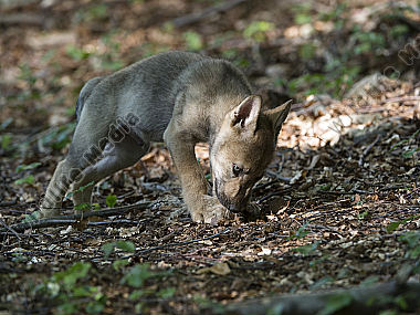 Junger Wolf Canis lupus