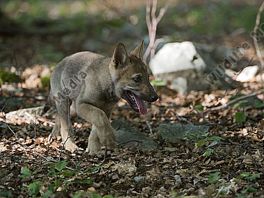 Junger Wolf Canis lupus