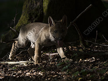 Junger Wolf Canis lupus