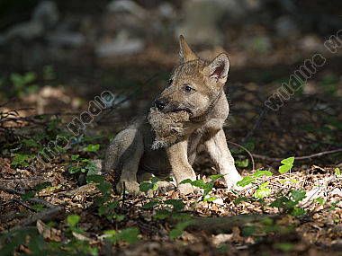 Junger Wolf Canis lupus