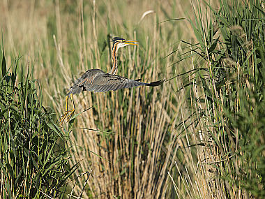 Purpurreiher Ardea purpurea