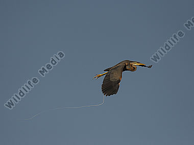 Purpurreiher Ardea purpurea