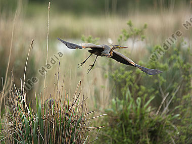 Purpurreiher Ardea purpurea