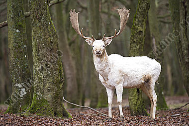 Damhirsch Dama dama
