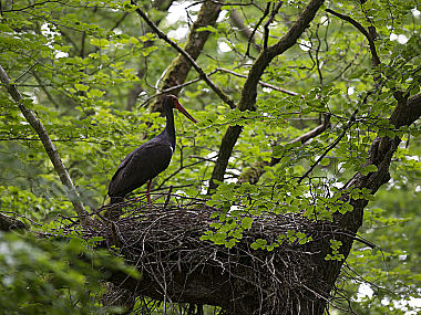 Schwarzstorch Ciconia nigra
