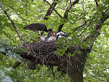 Schwarzstorch Ciconia nigra