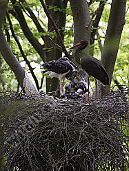Schwarzstorch Ciconia nigra