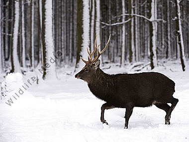 Sikahirsch Cervus nippon Wildfreigehege Wildenburg Kempfeld Hunsrück Rheinland-Pfalz Deutschland
