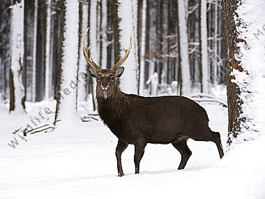 Sikahirsch Cervus nippon Wildfreigehege Wildenburg Kempfeld Hunsrück Rheinland-Pfalz Deutschland