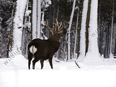 Sikahirsch Cervus nippon Wildfreigehege Wildenburg Kempfeld Hunsrück Rheinland-Pfalz Deutschland