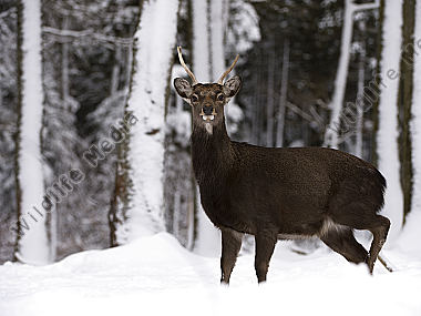 Sikahirsch Cervus nippon Wildfreigehege Wildenburg Kempfeld Hunsrück Rheinland-Pfalz Deutschland