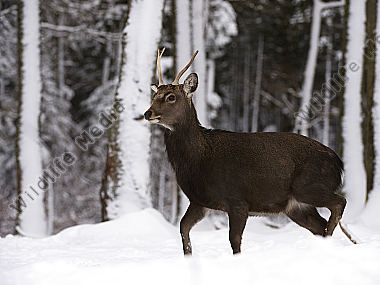 Sikahirsch Cervus nippon Wildfreigehege Wildenburg Kempfeld Hunsrück Rheinland-Pfalz Deutschland