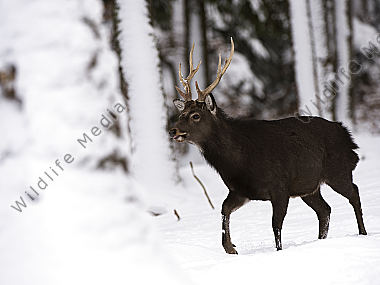 Sikahirsch Cervus nippon Wildfreigehege Wildenburg Kempfeld Hunsrück Rheinland-Pfalz Deutschland