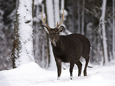 Sikahirsch Cervus nippon Wildfreigehege Wildenburg Kempfeld Hunsrück Rheinland-Pfalz Deutschland