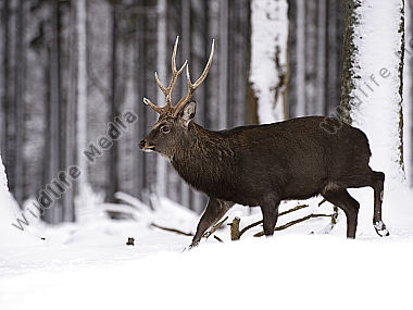 Sikahirsch Cervus nippon Wildfreigehege Wildenburg Kempfeld Hunsrück Rheinland-Pfalz Deutschland