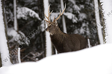Sikahirsch Cervus nippon Wildfreigehege Wildenburg Kempfeld Hunsrück Rheinland-Pfalz Deutschland