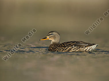 Stockente Anas platyrhynchos