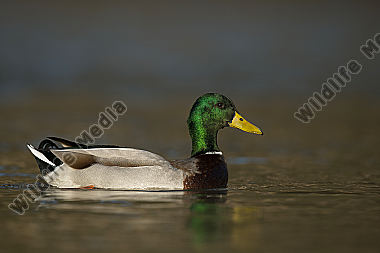 Stockente Anas platyrhynchos