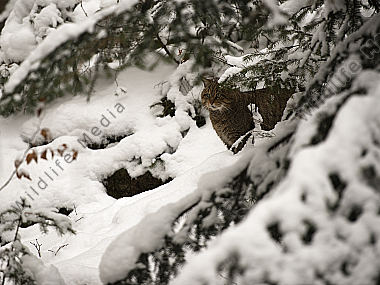 Wildkatze Felis silvestris