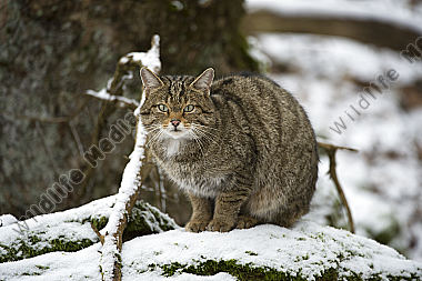 Wildkatze Felis silvestris