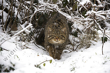 Wildkatze Felis silvestris