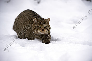 Wildkatze Felis silvestris