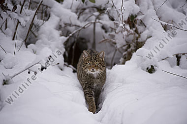 Wildkatze Felis silvestris