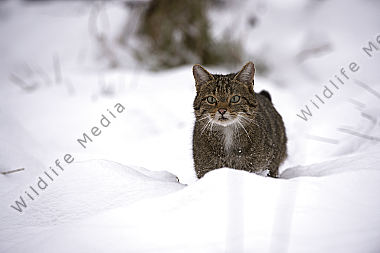 Wildkatze Felis silvestris