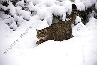 Wildkatze Felis silvestris