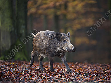 Wildschwein Sus scrofa