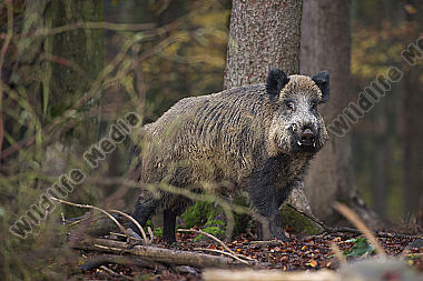 Wildschwein Sus scrofa