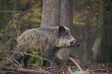 Wildschwein Sus scrofa
