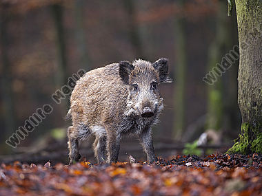 Wildschwein Sus scrofa