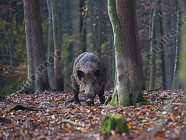Wildschwein Sus scrofa