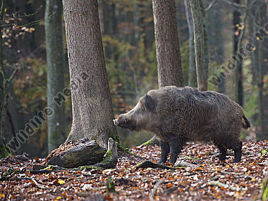 Wildschwein Sus scrofa